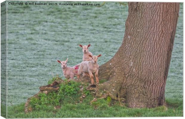 3 Young Lambs by a Tree in Somerset Canvas Print by Will Badman