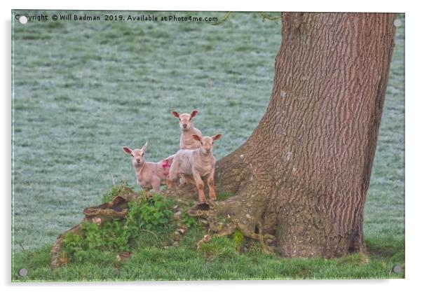 3 Young Lambs by a Tree in Somerset Acrylic by Will Badman