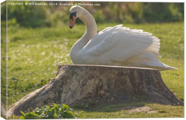 Swan on the bank at Ninesprings Somerset Canvas Print by Will Badman
