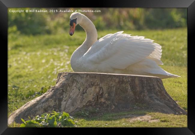 Swan on the bank at Ninesprings Somerset Framed Print by Will Badman