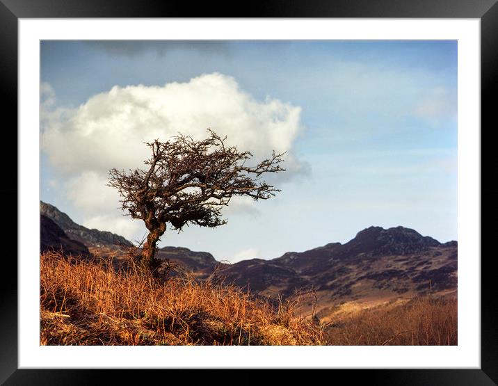Lone Tree at Mymbyr Framed Mounted Print by carl barbour canvas