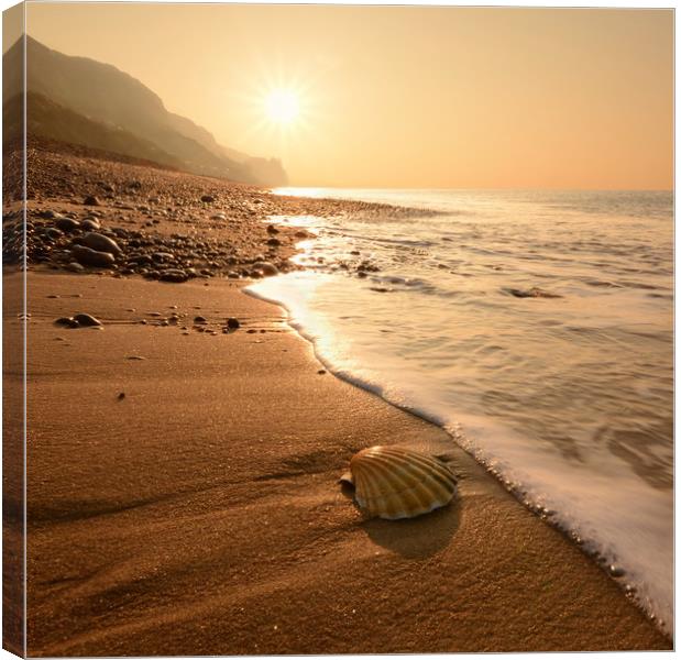 Branscombe Beach Scallop Square Format Canvas Print by David Neighbour