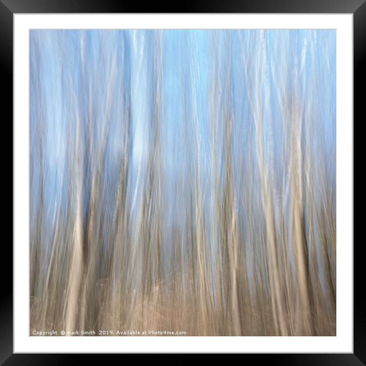 Silver  Birches Framed Mounted Print by mark Smith