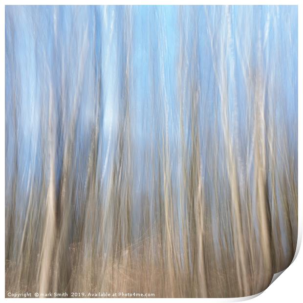 Silver  Birches Print by mark Smith