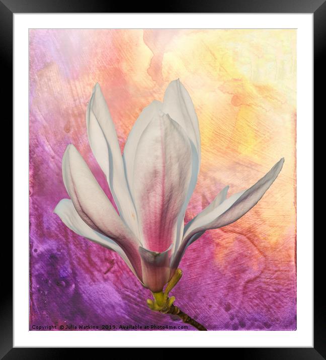 Magnolia Flower  Framed Mounted Print by Julia Watkins