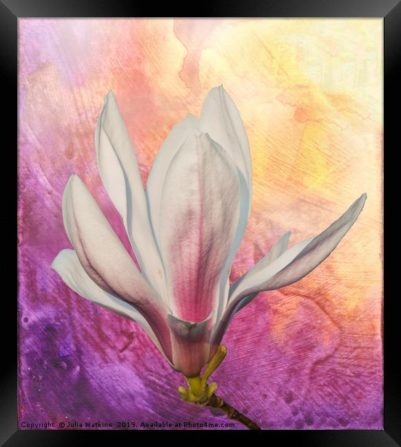 Magnolia Flower  Framed Print by Julia Watkins