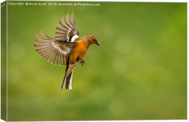 Flight of the Chaffinch Canvas Print by bryan hynd