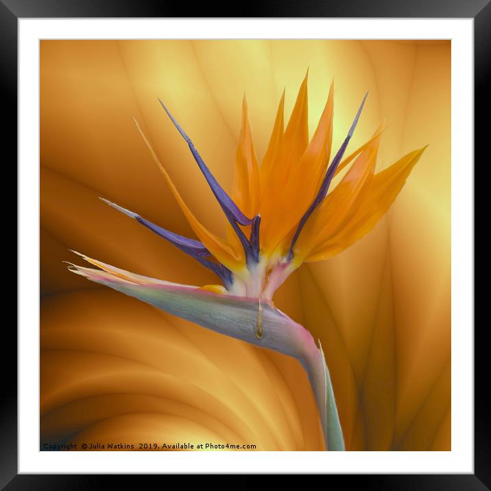 Bird of Paradise Flower Framed Mounted Print by Julia Watkins