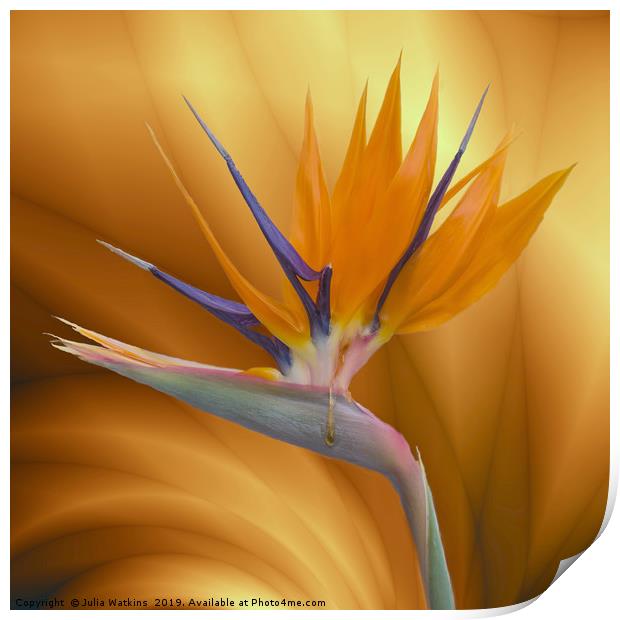Bird of Paradise Flower Print by Julia Watkins