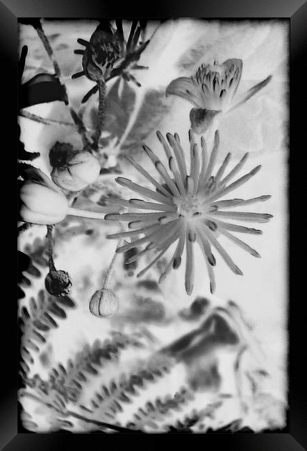 Clematis Vitalba.Black+White. Framed Print by paulette hurley