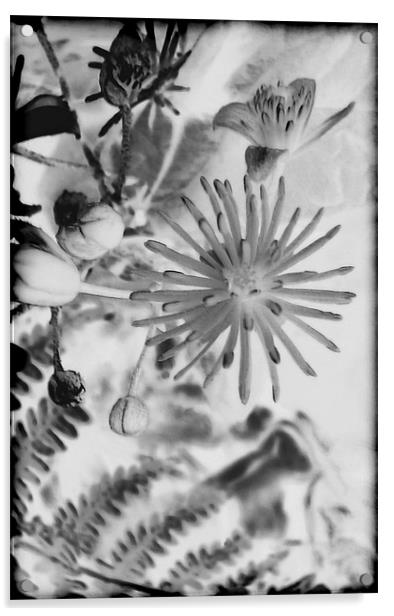 Clematis Vitalba.Black+White. Acrylic by paulette hurley