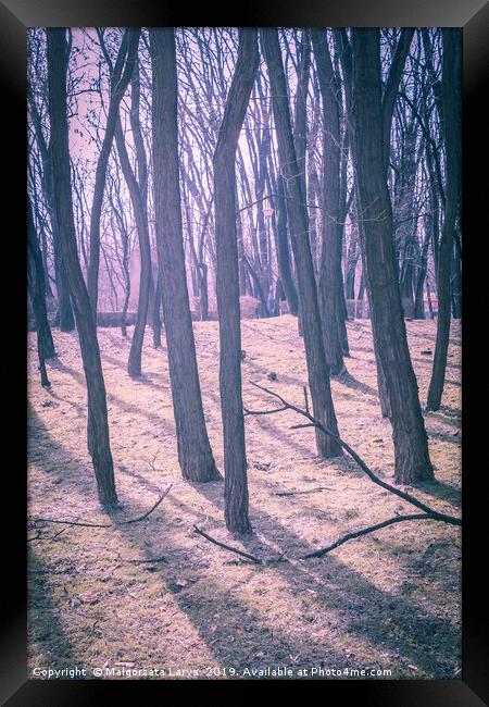 Magical forest  Framed Print by Malgorzata Larys