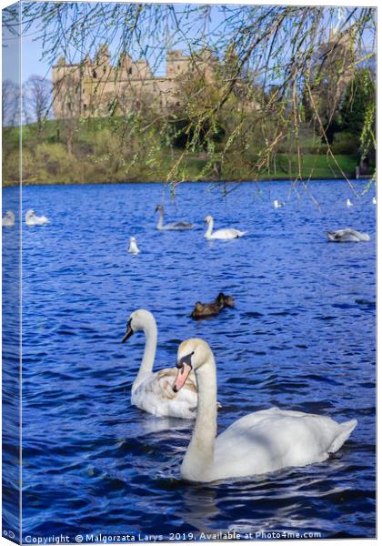 Linlithgow Lake with swans, Scotland  Canvas Print by Malgorzata Larys
