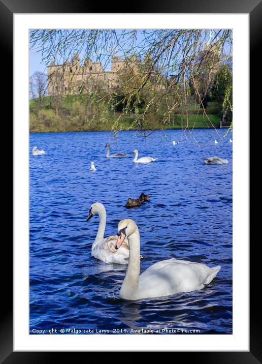 Linlithgow Lake with swans, Scotland  Framed Mounted Print by Malgorzata Larys