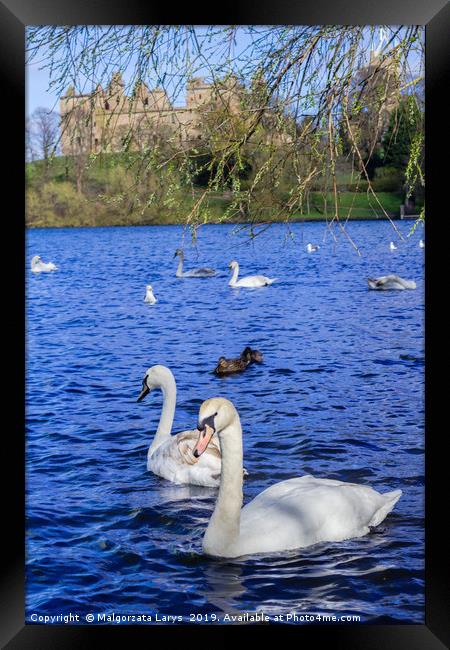 Linlithgow Lake with swans, Scotland  Framed Print by Malgorzata Larys