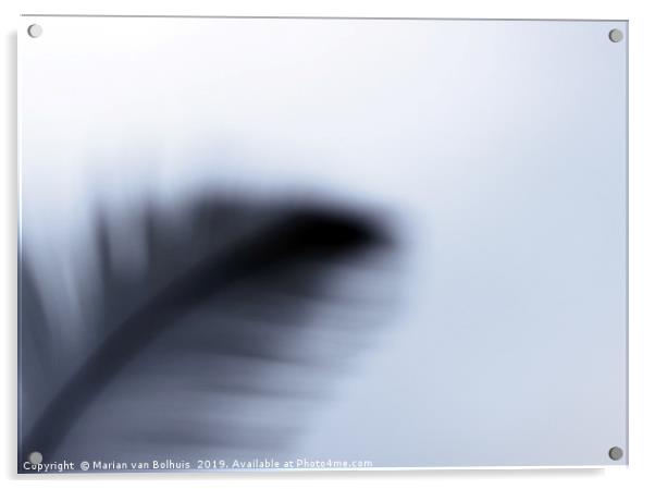Silhoutte of a feather Acrylic by Marian van Bolhuis
