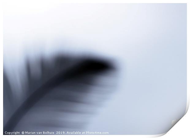 Silhoutte of a feather Print by Marian van Bolhuis