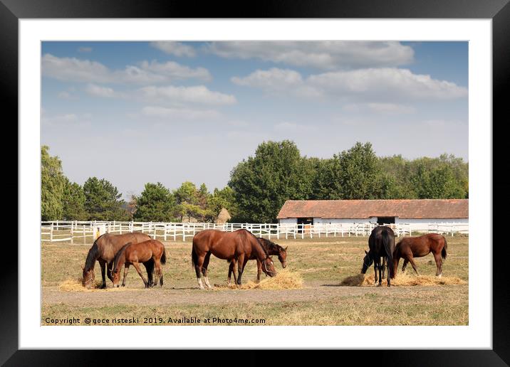 horses in corral farm scene Framed Mounted Print by goce risteski
