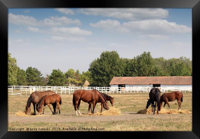 horses in corral farm scene Framed Print by goce risteski