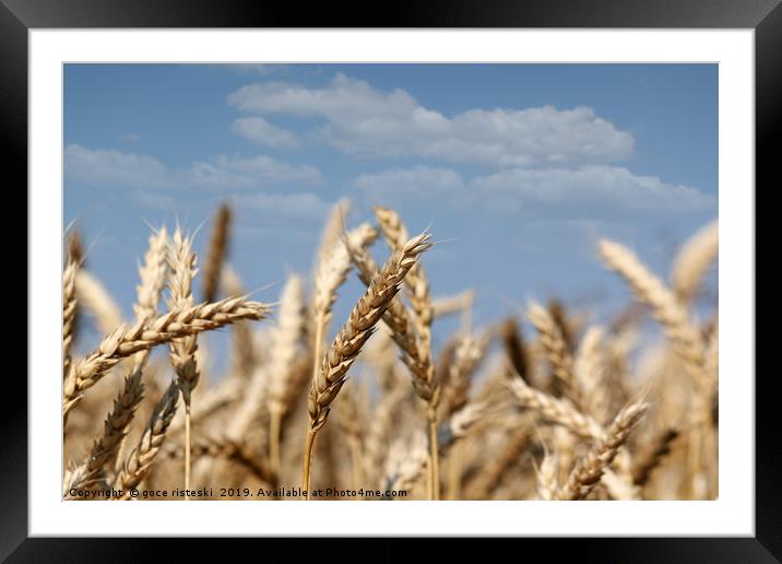 golden wheat close up summer season Framed Mounted Print by goce risteski