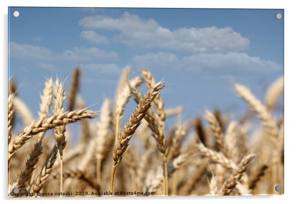 golden wheat close up summer season Acrylic by goce risteski