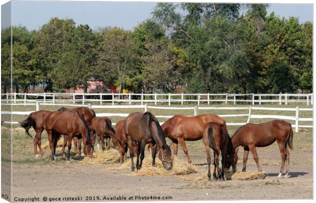 herd of horses eat hay in corral Canvas Print by goce risteski
