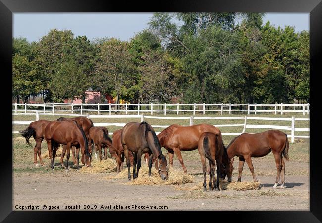 herd of horses eat hay in corral Framed Print by goce risteski
