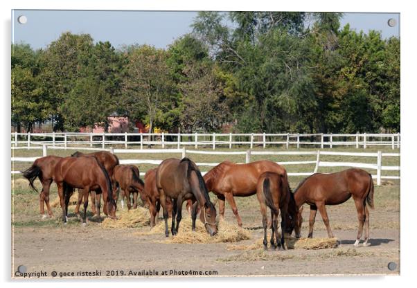 herd of horses eat hay in corral Acrylic by goce risteski