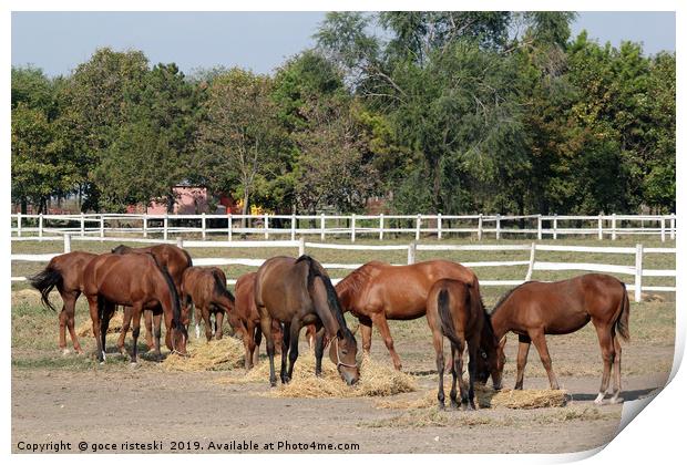 herd of horses eat hay in corral Print by goce risteski
