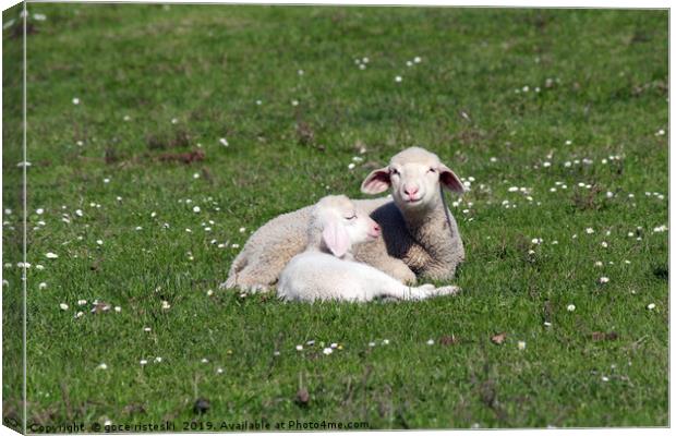 lambs lying on pasture farm scene Canvas Print by goce risteski