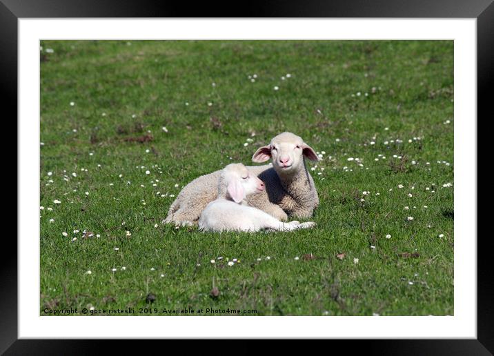 lambs lying on pasture farm scene Framed Mounted Print by goce risteski