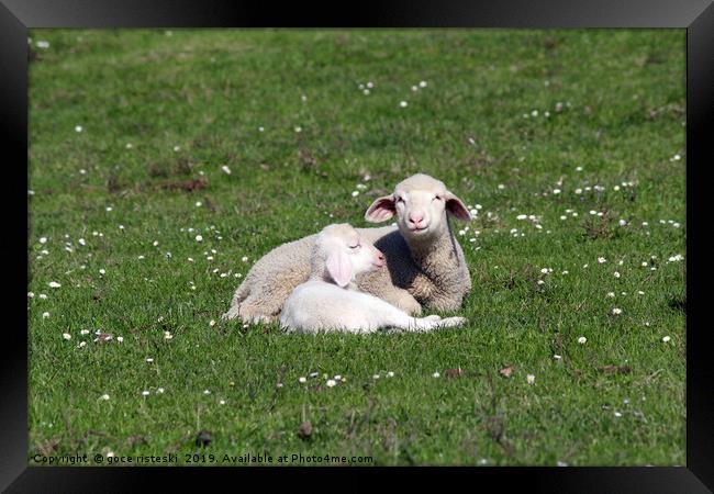lambs lying on pasture farm scene Framed Print by goce risteski