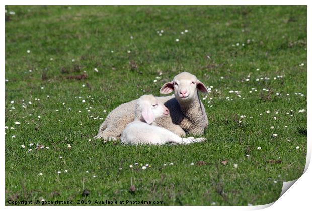 lambs lying on pasture farm scene Print by goce risteski
