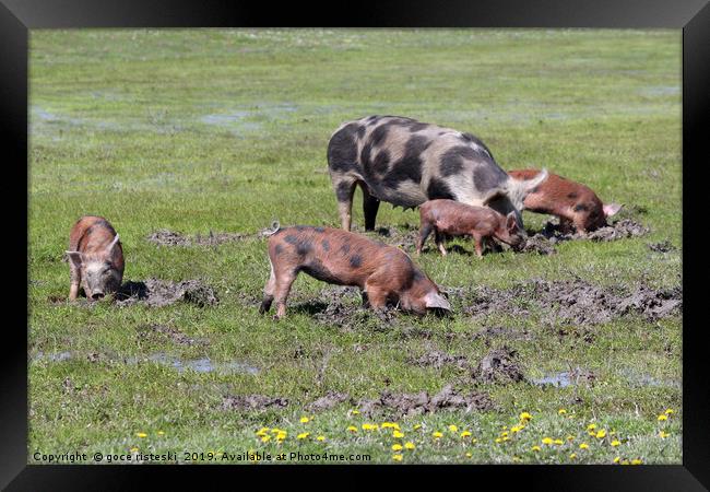 pigs in a mud farm scene Framed Print by goce risteski