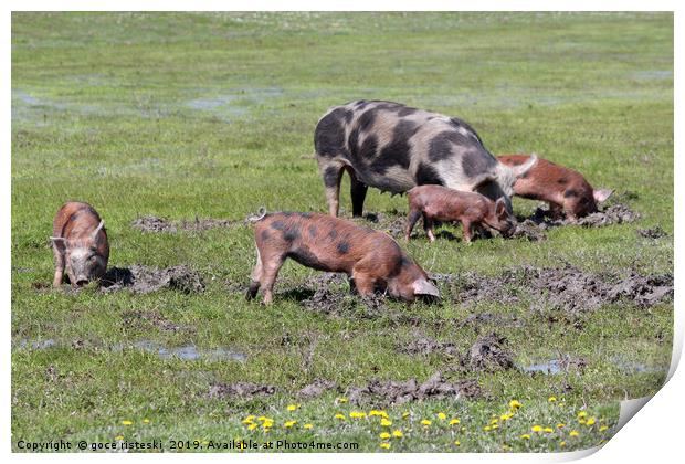 pigs in a mud farm scene Print by goce risteski