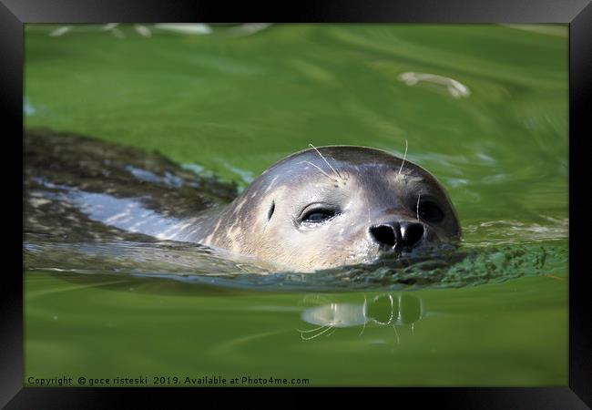 seal swimming nature wildlife scene Framed Print by goce risteski