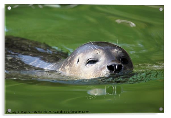 seal swimming nature wildlife scene Acrylic by goce risteski