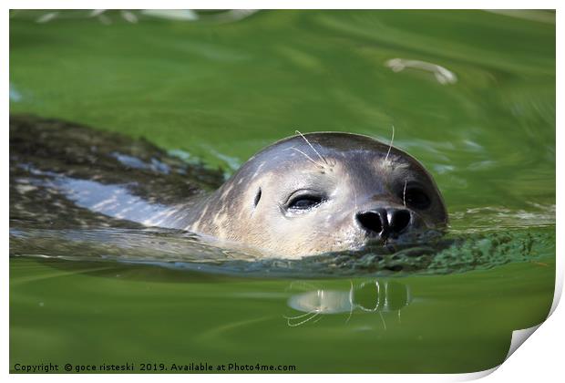seal swimming nature wildlife scene Print by goce risteski