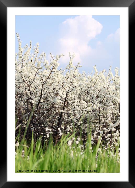 green grass white flowers and blue sky spring scen Framed Mounted Print by goce risteski