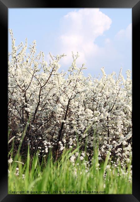green grass white flowers and blue sky spring scen Framed Print by goce risteski