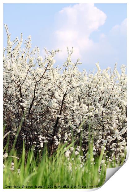 green grass white flowers and blue sky spring scen Print by goce risteski