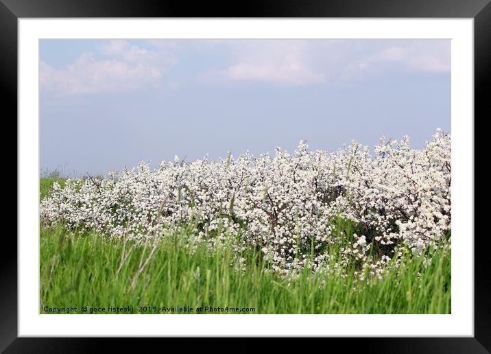 meadow with green grass and white flower Framed Mounted Print by goce risteski
