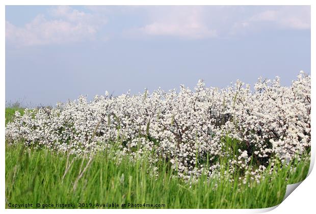 meadow with green grass and white flower Print by goce risteski