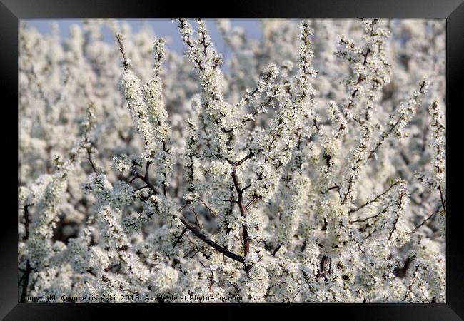 tree branch with flowers Framed Print by goce risteski