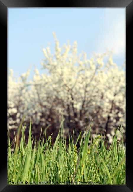 green grass white flowers and blue sky Framed Print by goce risteski