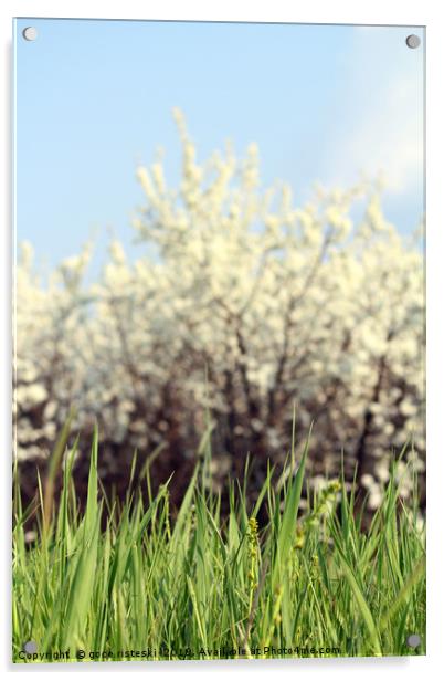 green grass white flowers and blue sky Acrylic by goce risteski