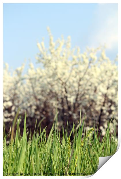 green grass white flowers and blue sky Print by goce risteski