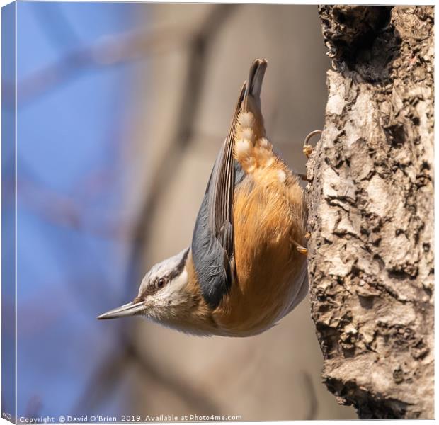 Nuthatch in typical pose Canvas Print by David O'Brien