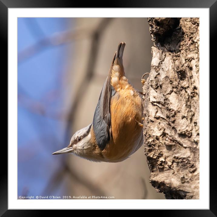 Nuthatch in typical pose Framed Mounted Print by David O'Brien
