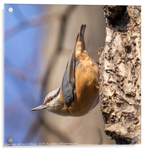 Nuthatch in typical pose Acrylic by David O'Brien